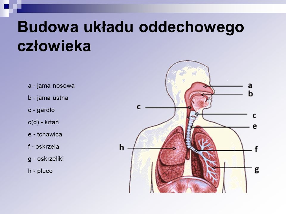 2 36 Budowa i funkcje układu oddechowego ppt video online pobierz